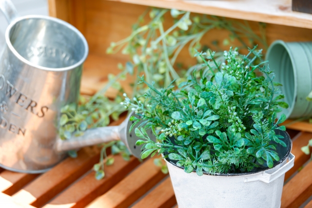 室内で観葉植物を育てる際の水やりポイント