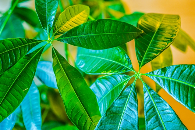 炭酸水を植物に与えるとどうなる？