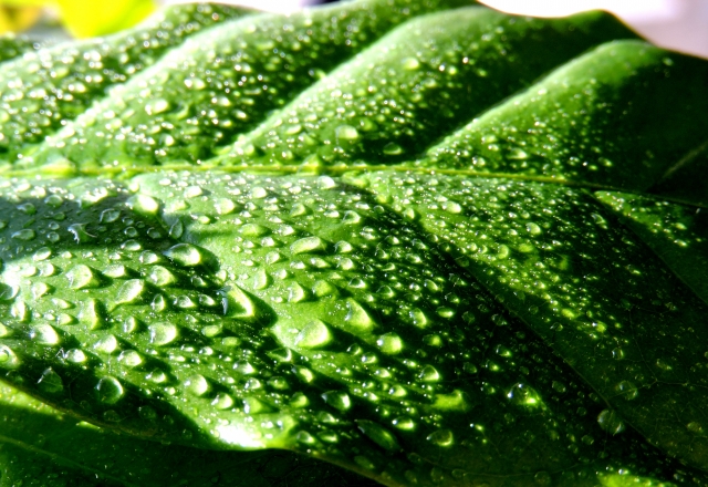 水やりしすぎによる植物の症状と対策