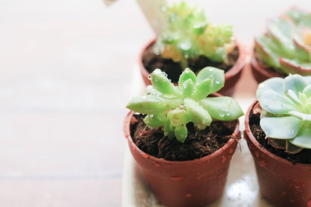 観葉植物の夜の水やりで注意すべきこと