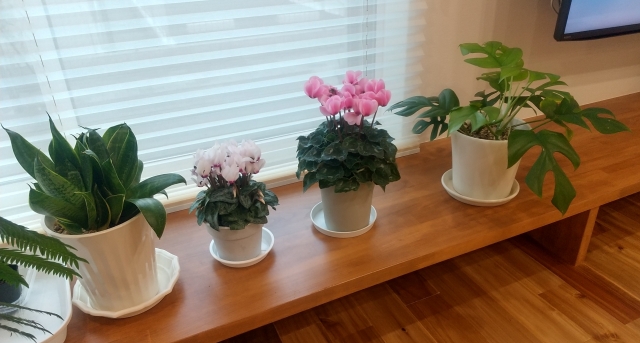 観葉植物 受け皿 水 捨て方