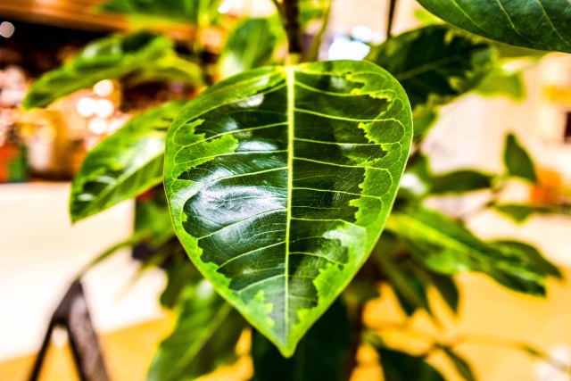 観葉 植物 ぬるま湯