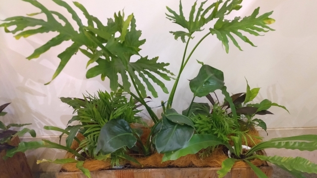 観葉植物セロームが広がる前にできる対策