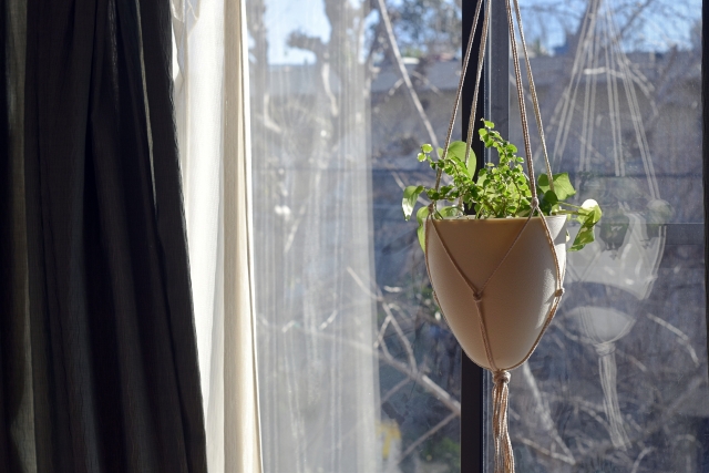 ビニール袋　観葉植物　冬越し対策