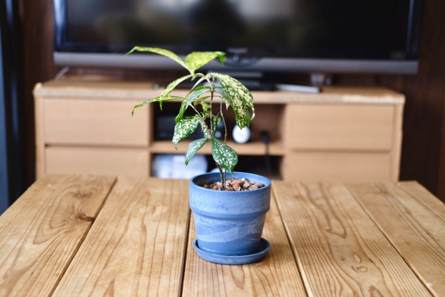 観葉 植物 葉っぱ 丸まる