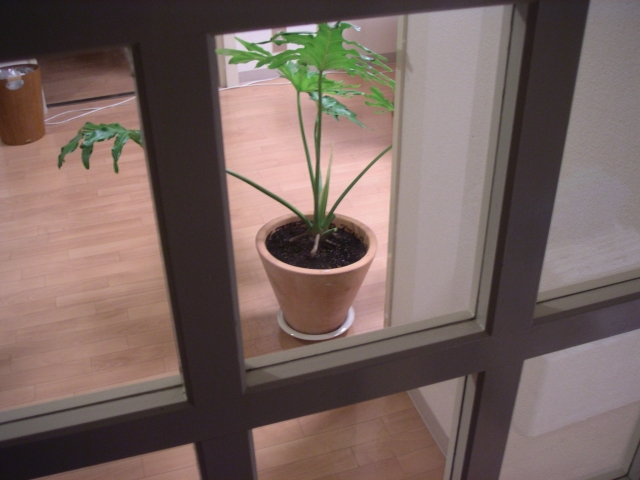 セロームの植え替え時期とその重要性