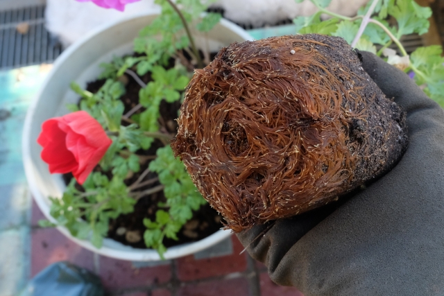 肥料なしでも元気な観葉植物の育て方