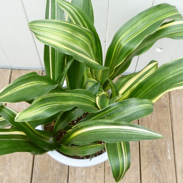 観葉 植物 肥料 いらない