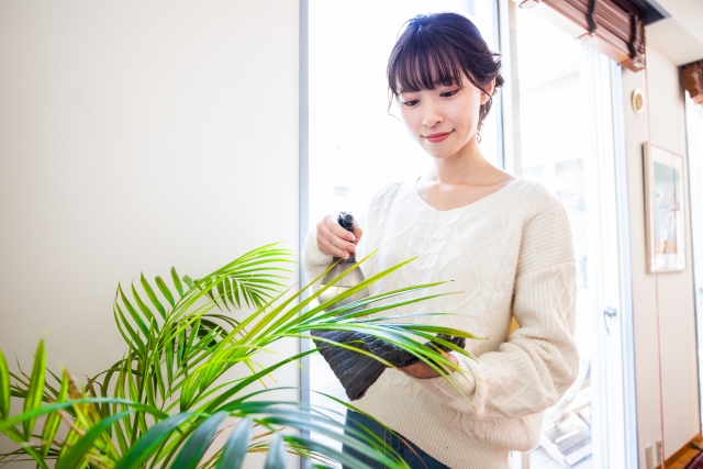 観葉植物に牛乳を使う