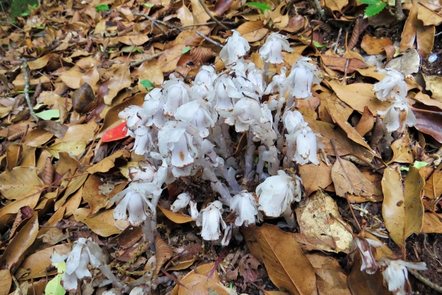 珍しい植物「ギョリンソウ」の見どころ