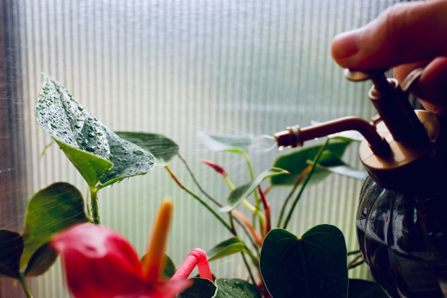 観葉 植物 ぬるま湯