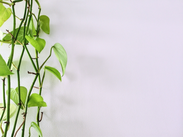 ポトス 壁 に 這わ せる