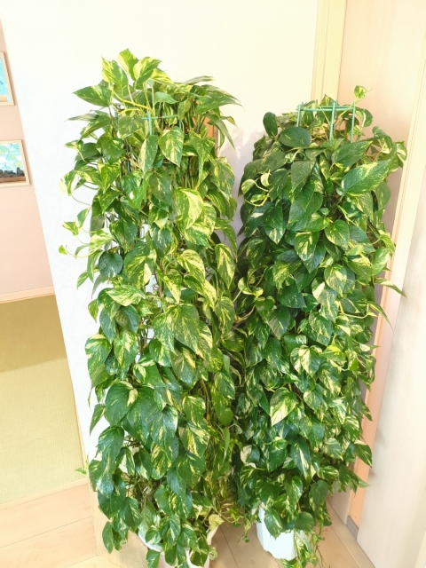 ポトス 壁 に 這わ せる