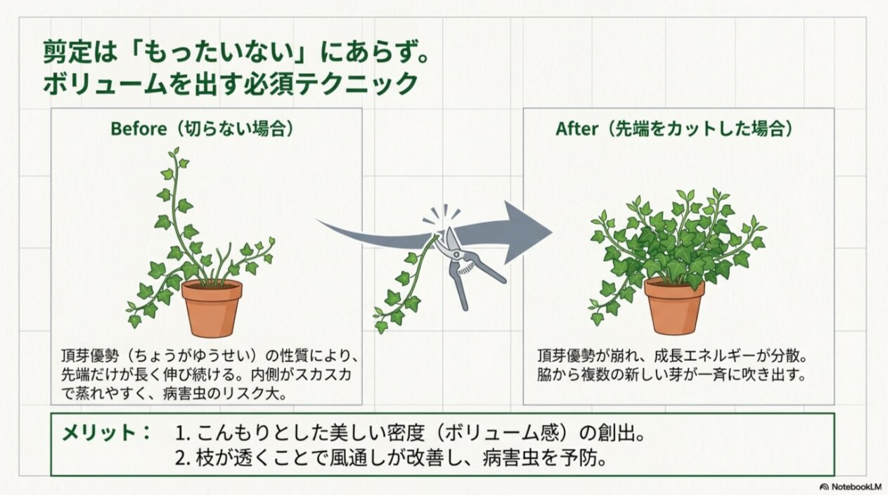 剪定しない場合（ひょろひょろ伸びる）と先端をカットした場合（脇芽が出て密集する）の比較イラストを用い、密度を高めるテクニックを解説したスライド。