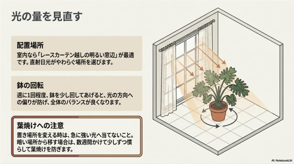セロームをレースカーテン越しの明るい場所に置き、鉢を回して光の偏りを防ぐ管理図