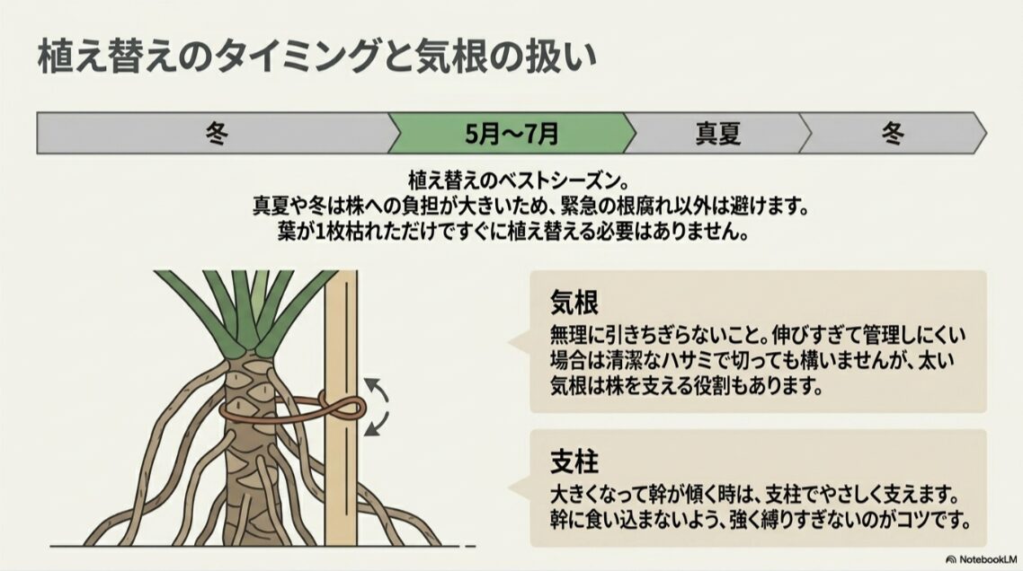 セロームの植え替えに向く5月から7月の時期と気根や支柱の扱いを説明した図
