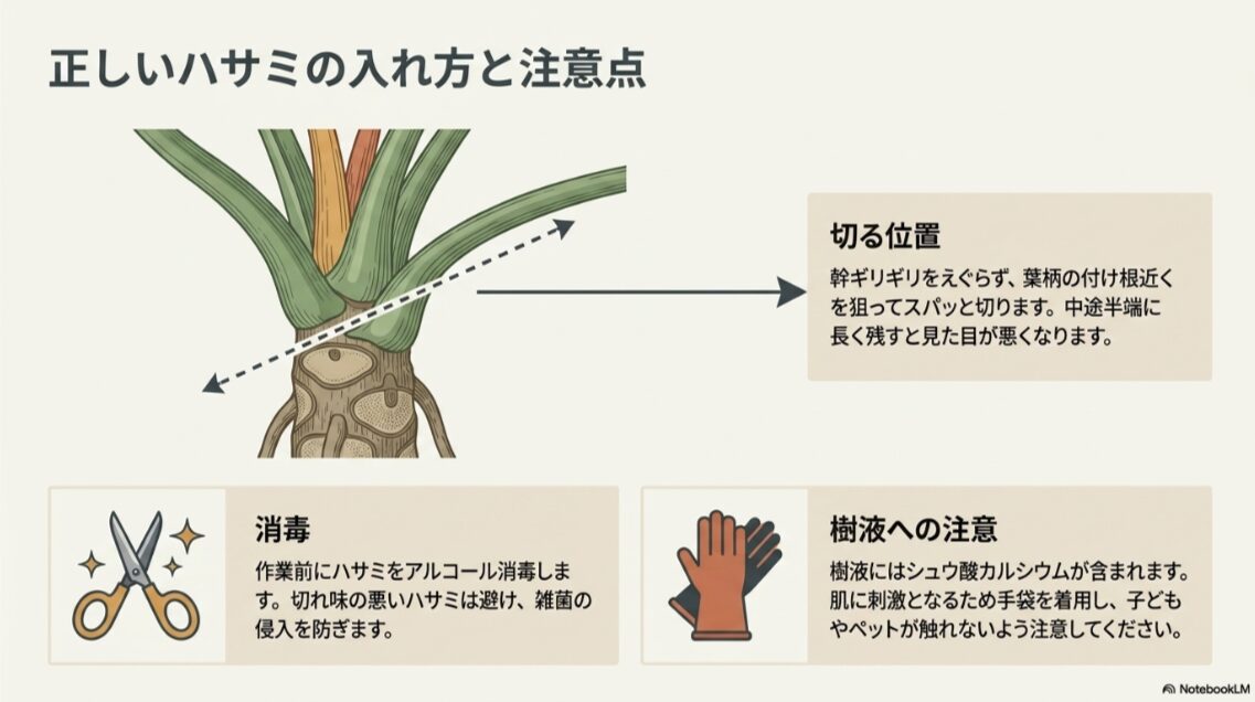 セロームの葉柄を切る位置とハサミの消毒、樹液への注意点をまとめた図
