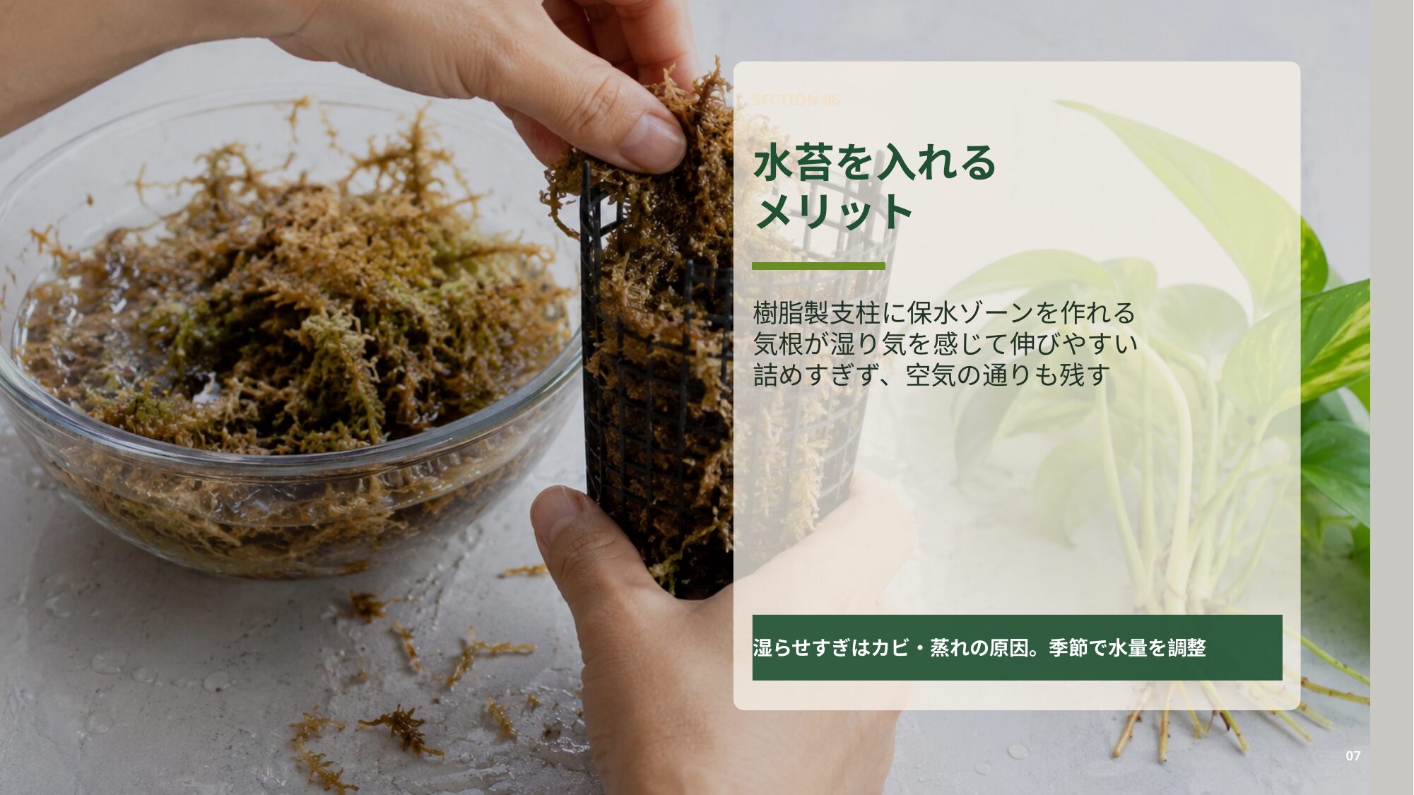 プラヘゴ支柱に水苔を入れて気根が湿り気を感じやすくする方法を解説するスライド