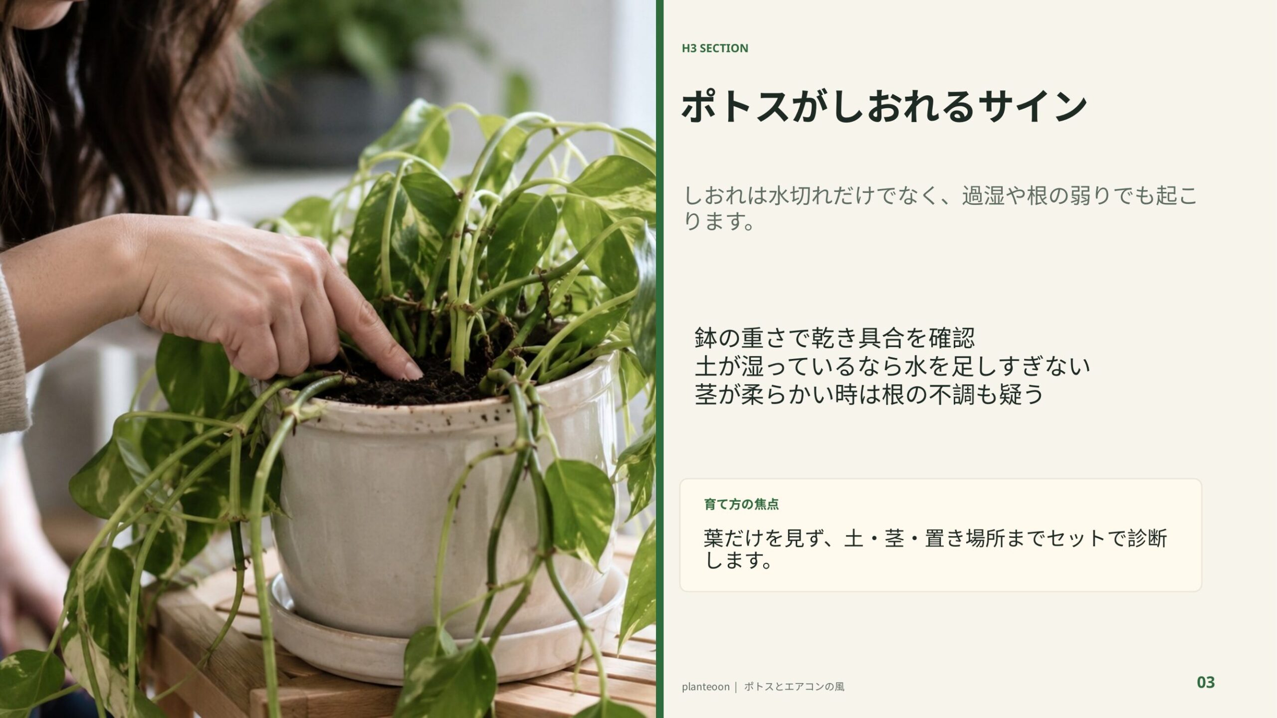 しおれたポトスの土を確認する様子を背景に、水切れや根腐れを見分けるポイントを示したスライド