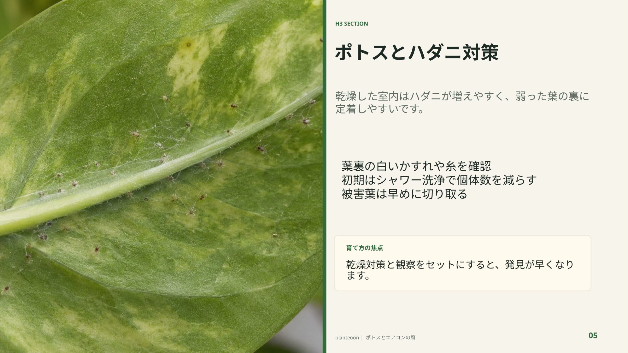 ポトスの葉裏に発生したハダニのイメージを背景に、乾燥対策と早期発見の重要性を示したスライド