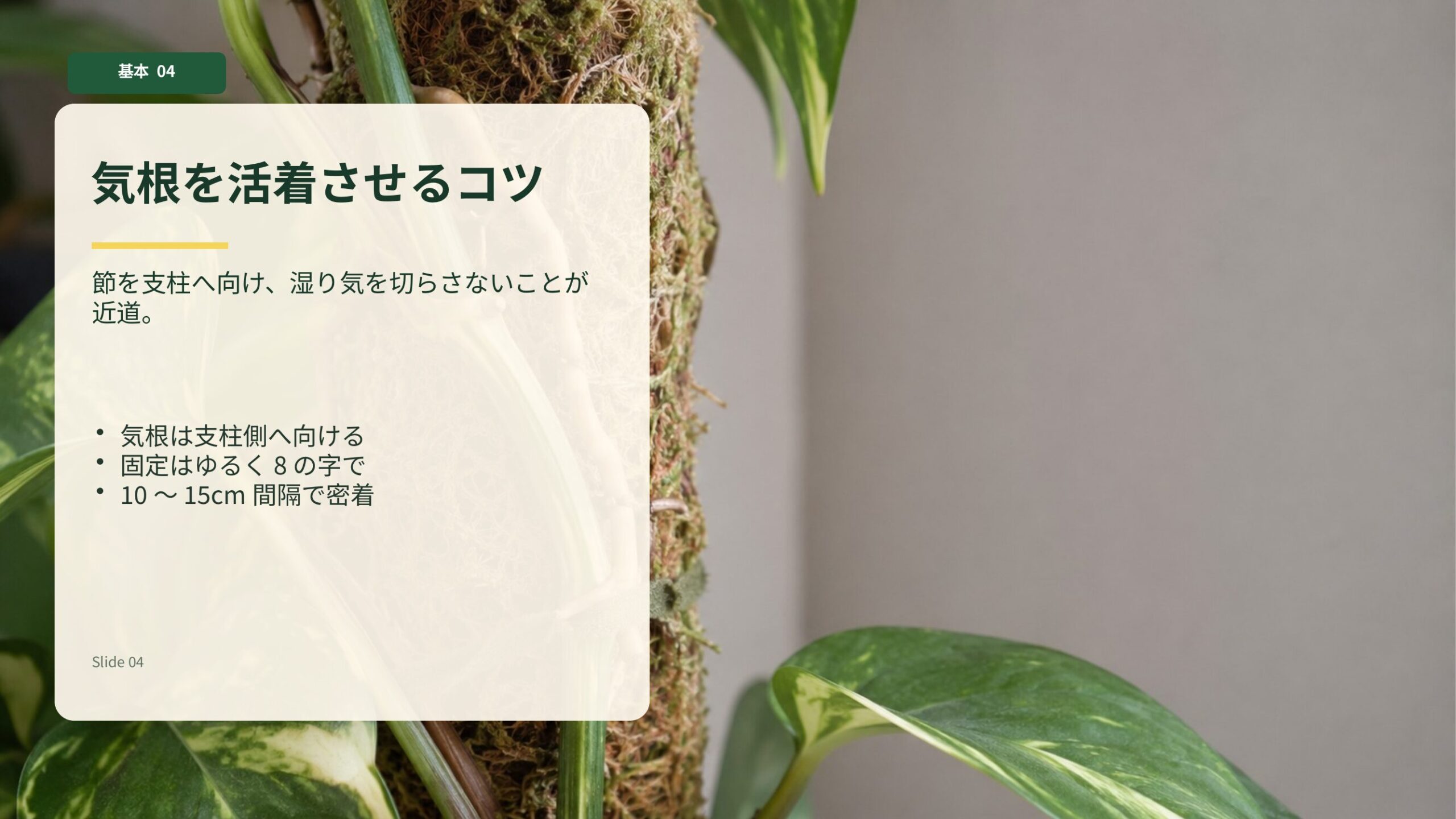 ポトスの気根を湿った支柱へ向けて固定し活着させるポイント