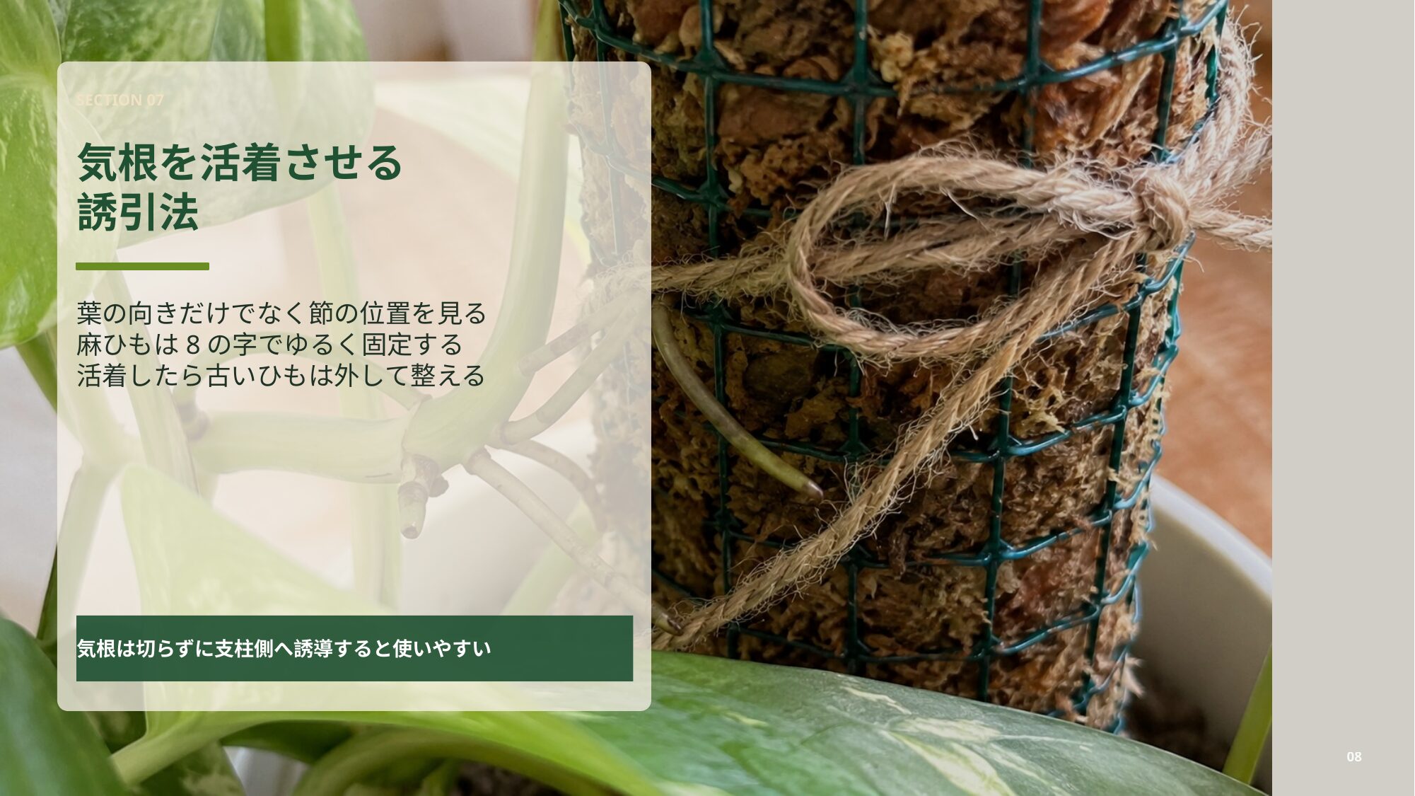 ポトスの気根をプラヘゴ支柱に近づけ、麻ひもでゆるく固定する誘引方法を説明するスライド