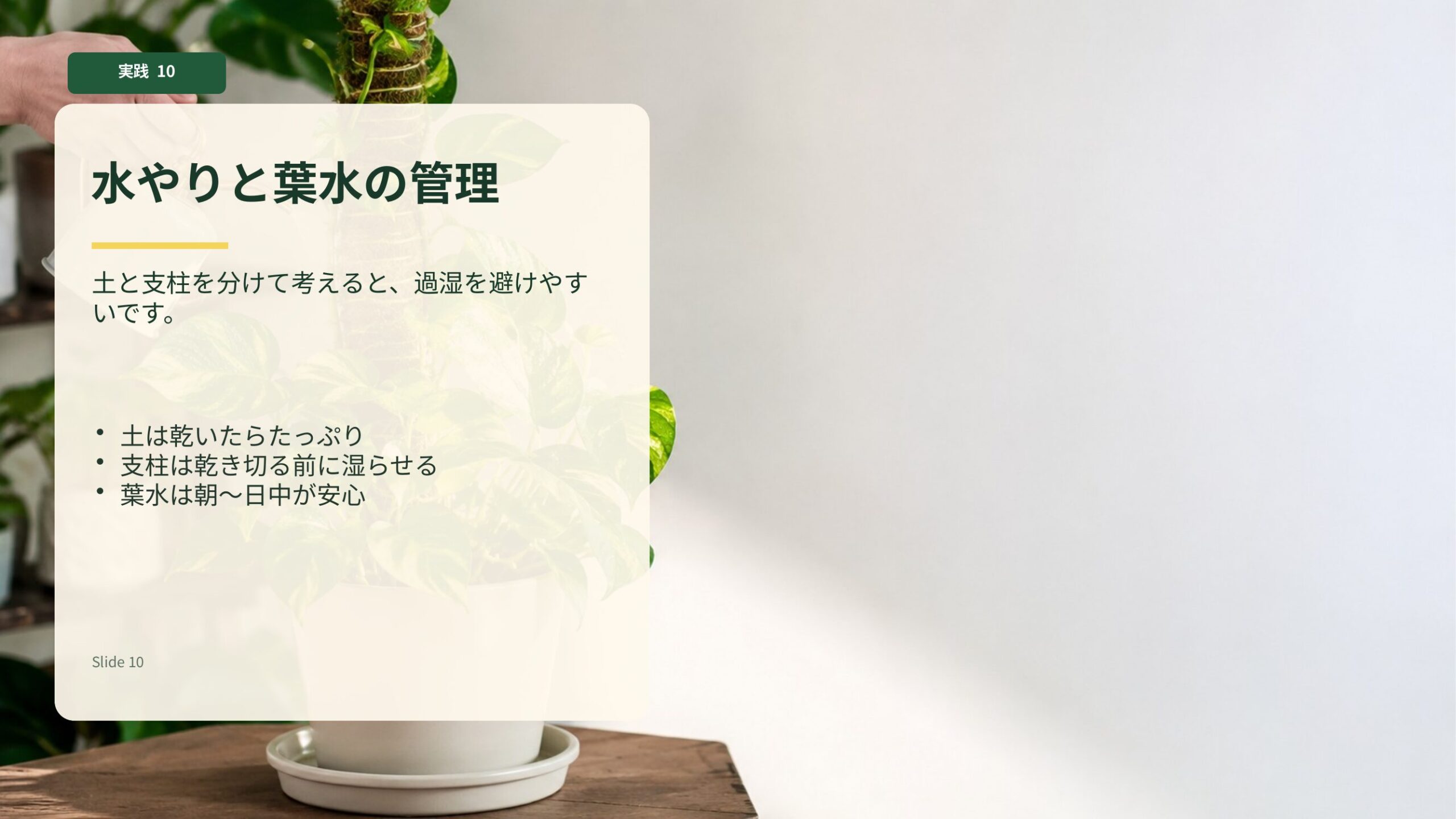 ポトスの土と支柱を分けて水分管理し、葉水で乾燥を防ぐ育て方