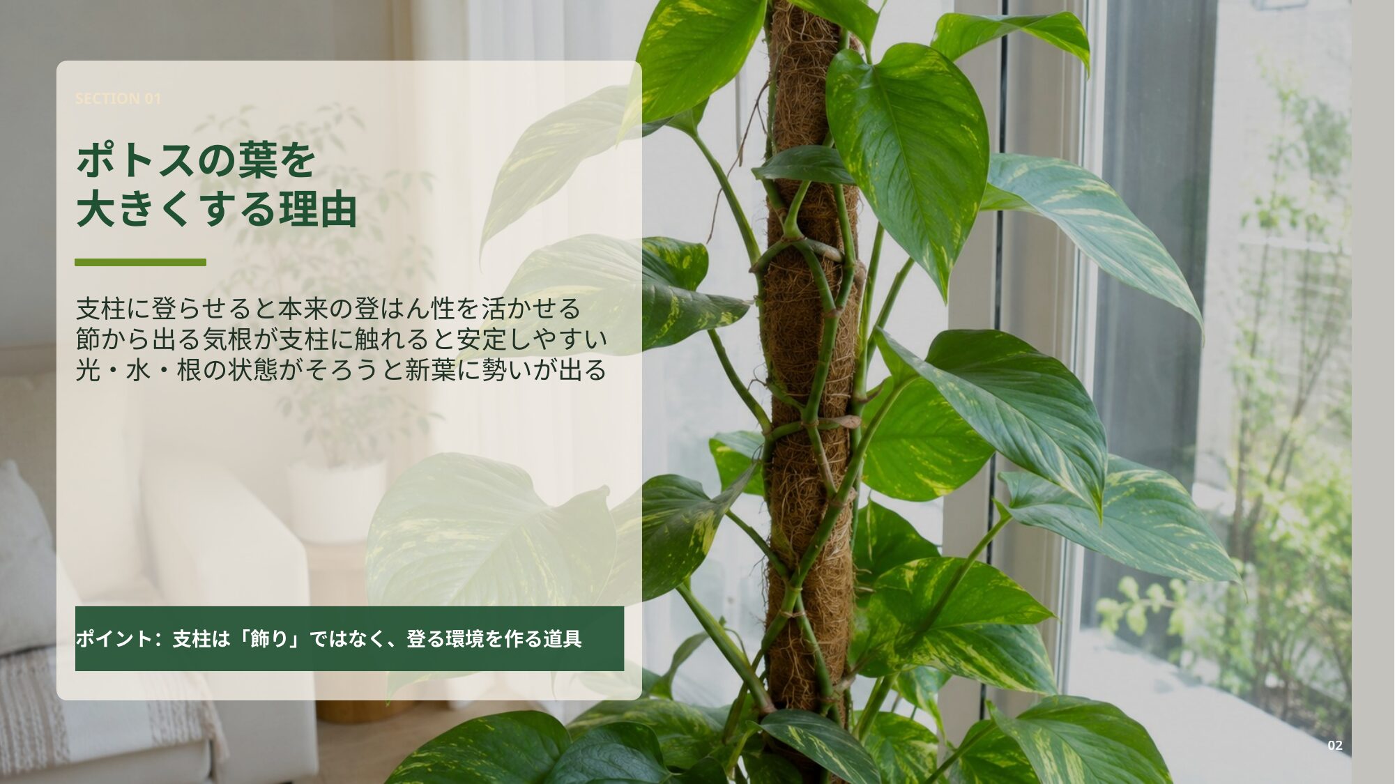 支柱に登るポトスの葉が大きく育つ理由と気根の役割を説明するスライド
