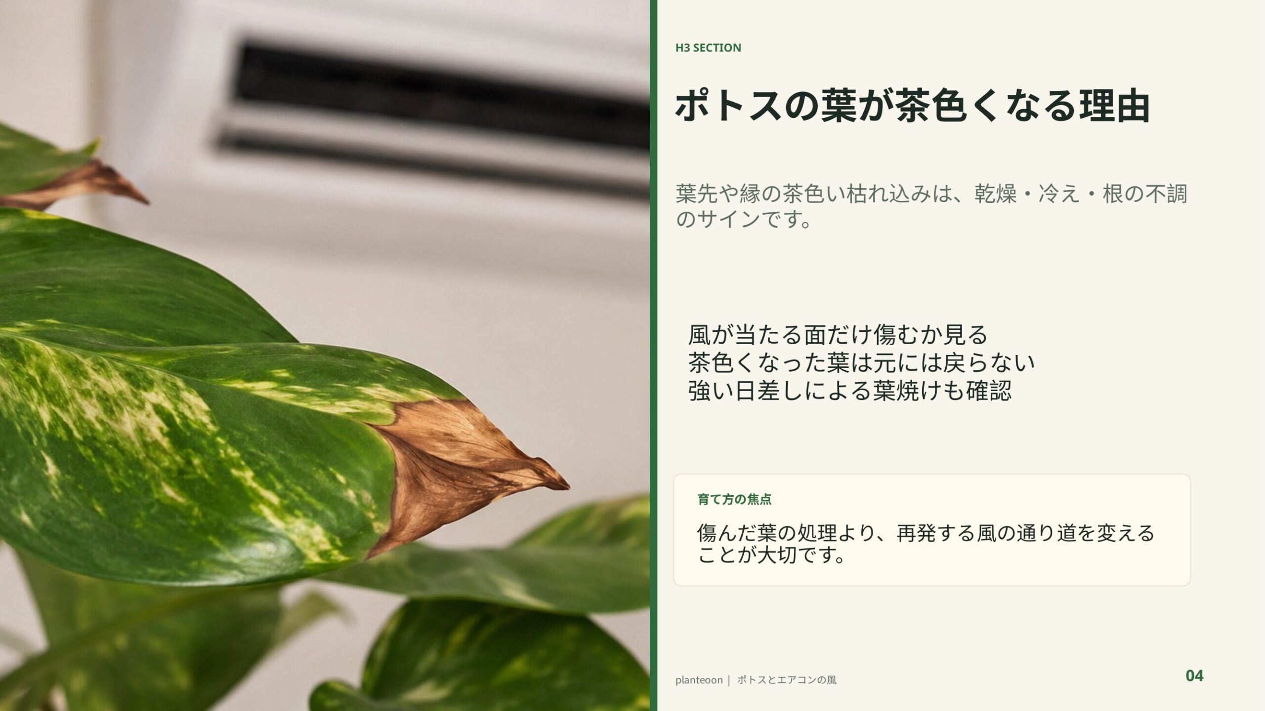 葉先が茶色くなったポトスを背景に、乾燥や冷え、根の不調による葉傷みを解説するスライド