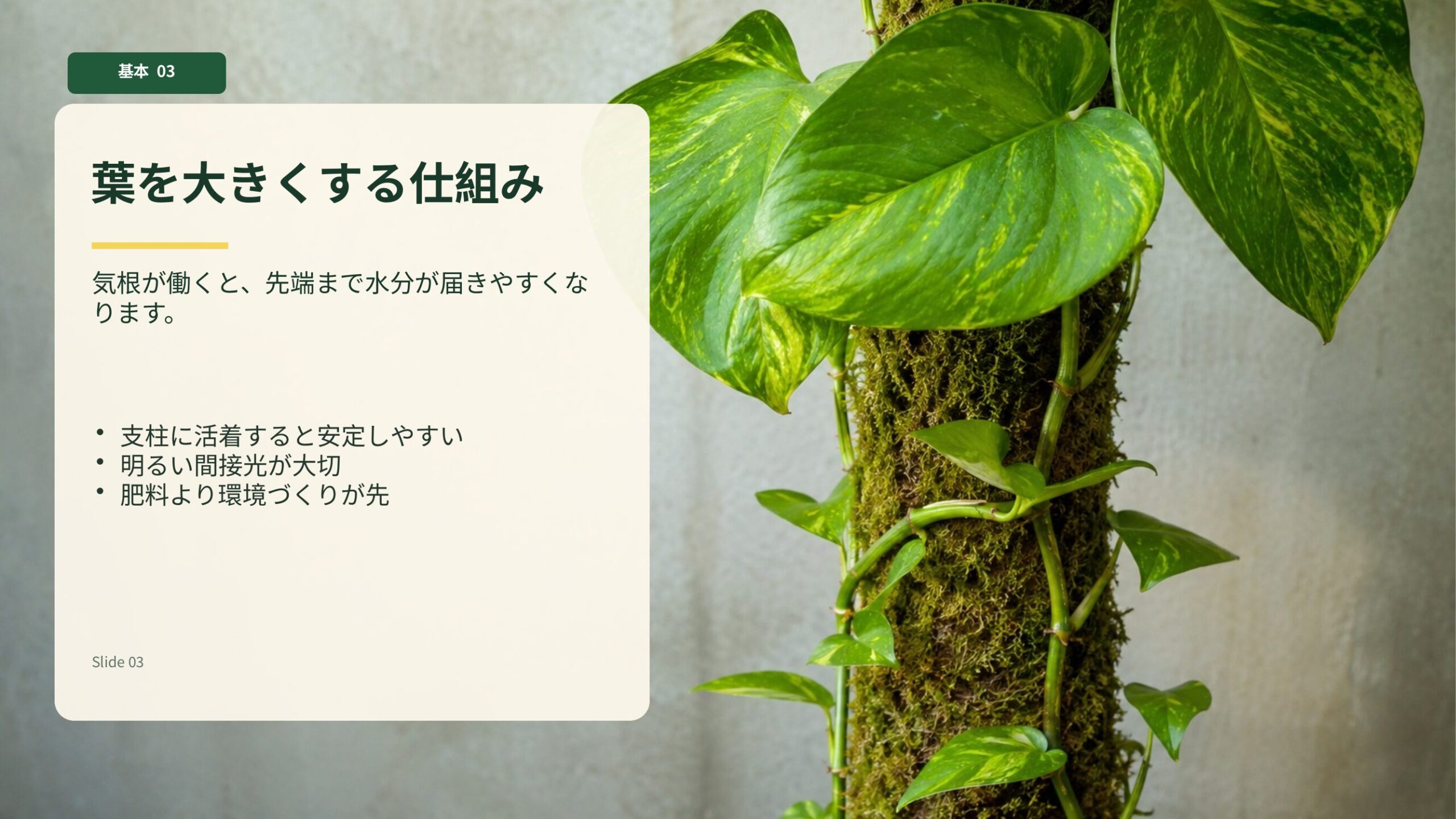 気根が支柱に活着し、ポトスの葉が大きく育ちやすくなる仕組み