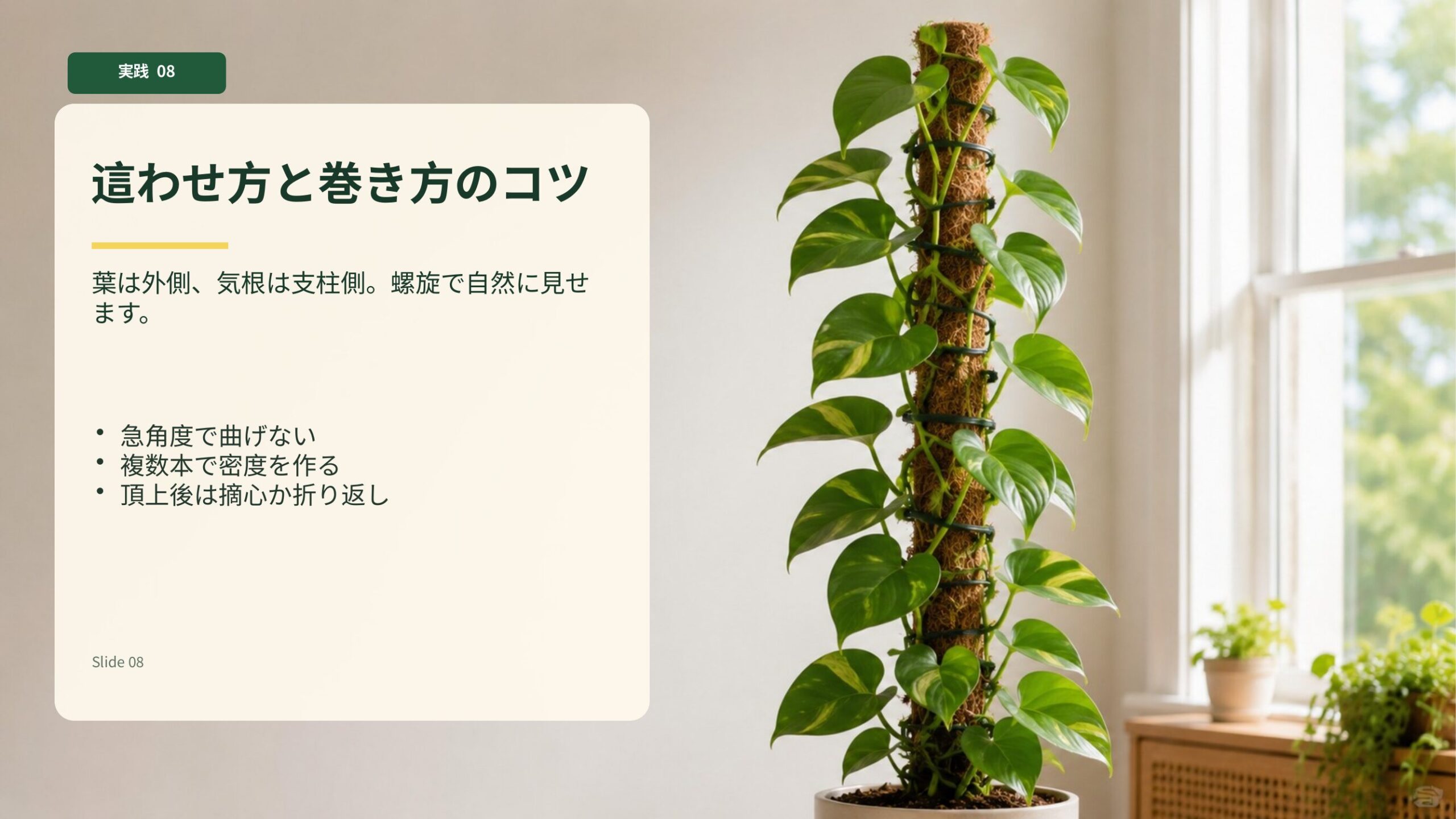 ポトスのつるを支柱へ螺旋状に這わせて自然に見せる巻き方