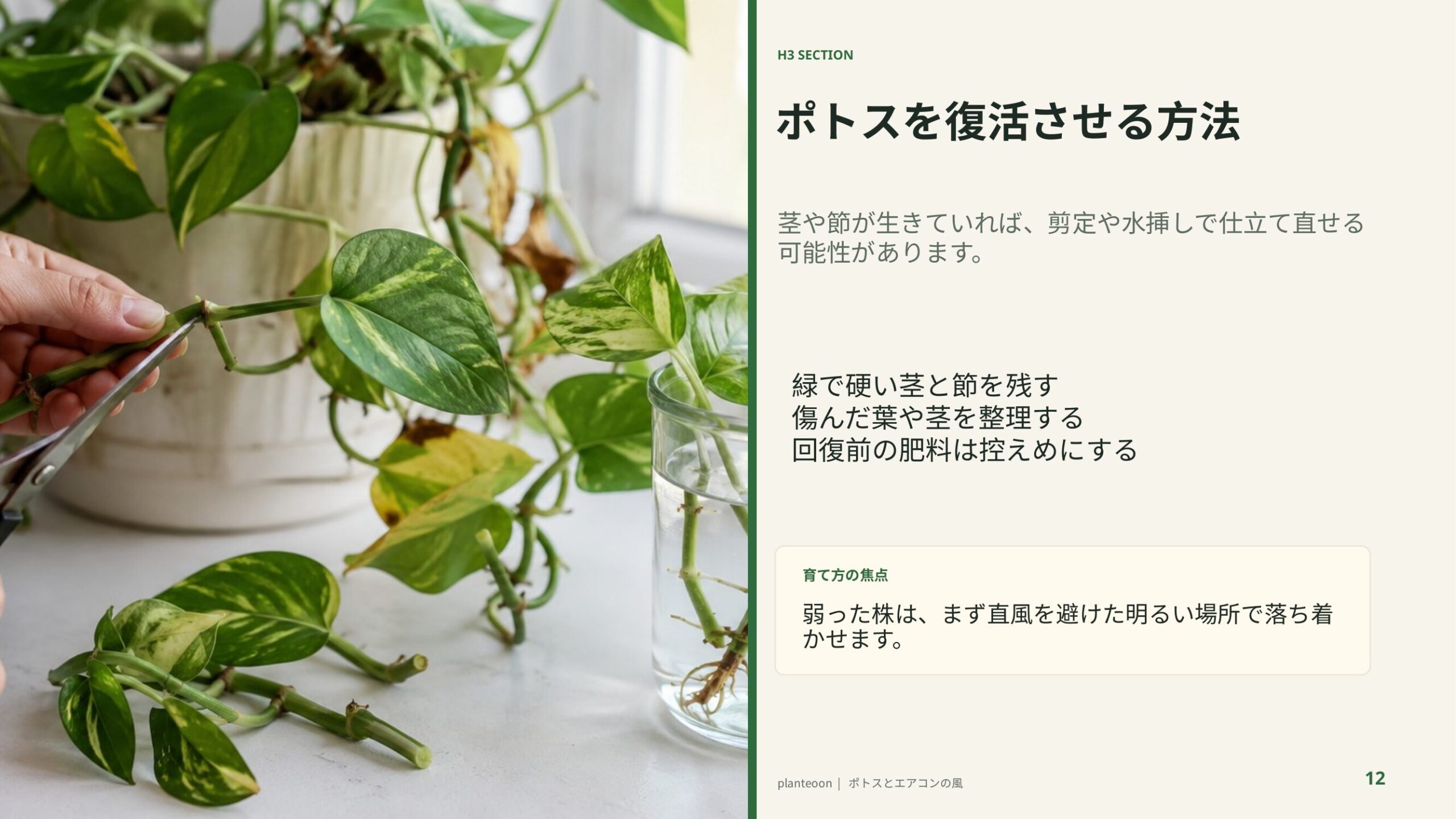 ポトスの茎を切って水挿しにする作業を背景に、弱った株を仕立て直す方法を解説するスライド