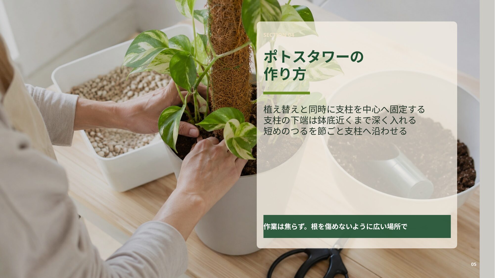 ポトスを鉢に植え、プラヘゴ支柱へ誘引してポトスタワーを作る流れを説明するスライド