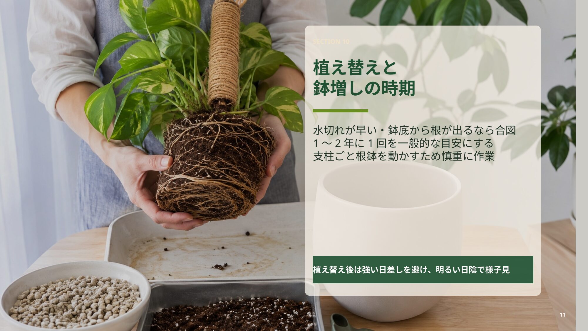 ポトスタワーを支柱ごと植え替えたり鉢増ししたりする時期と注意点を説明するスライド