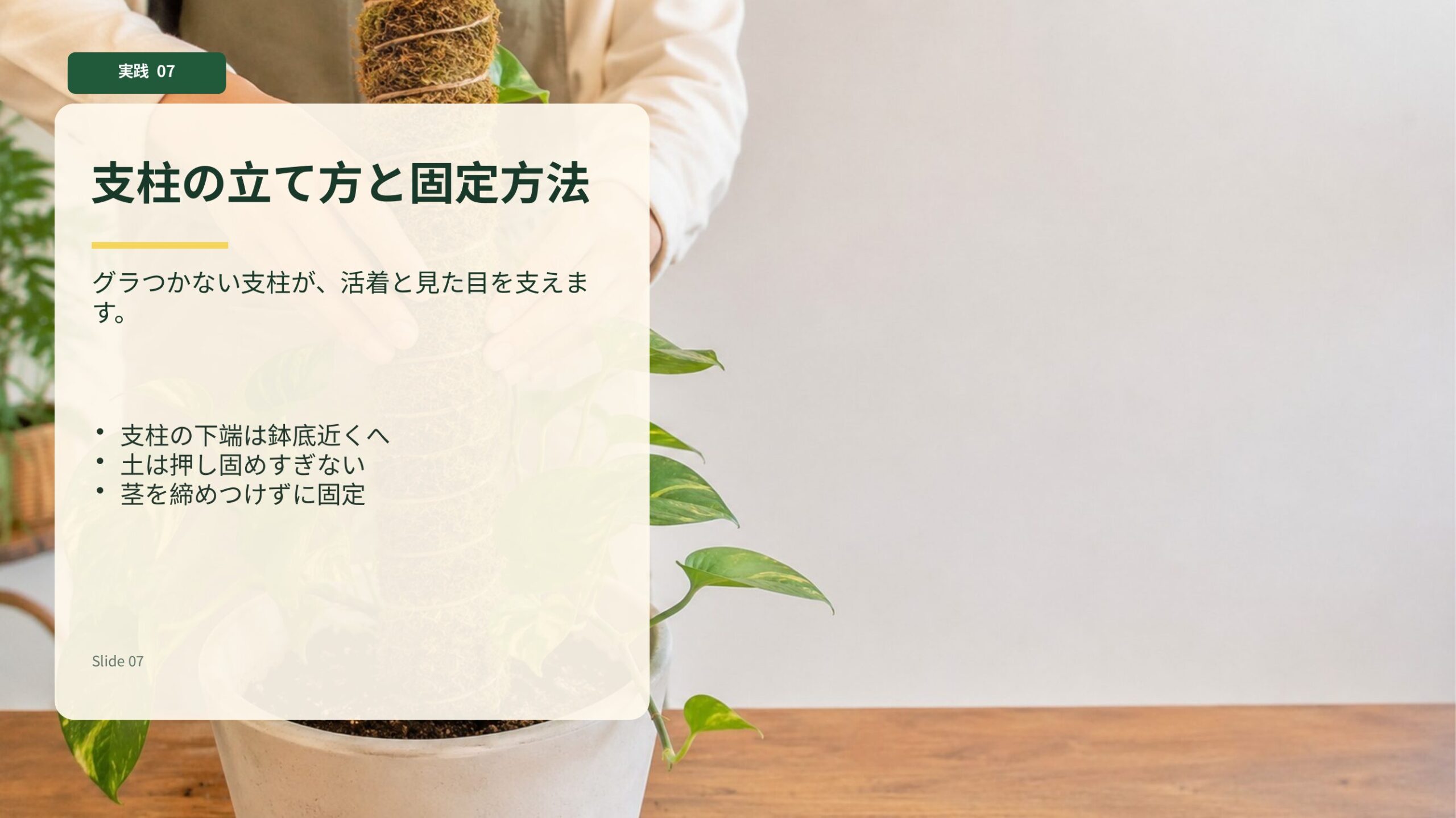 ポトスの支柱を鉢の中央に立てて安定させる固定方法のイメージ