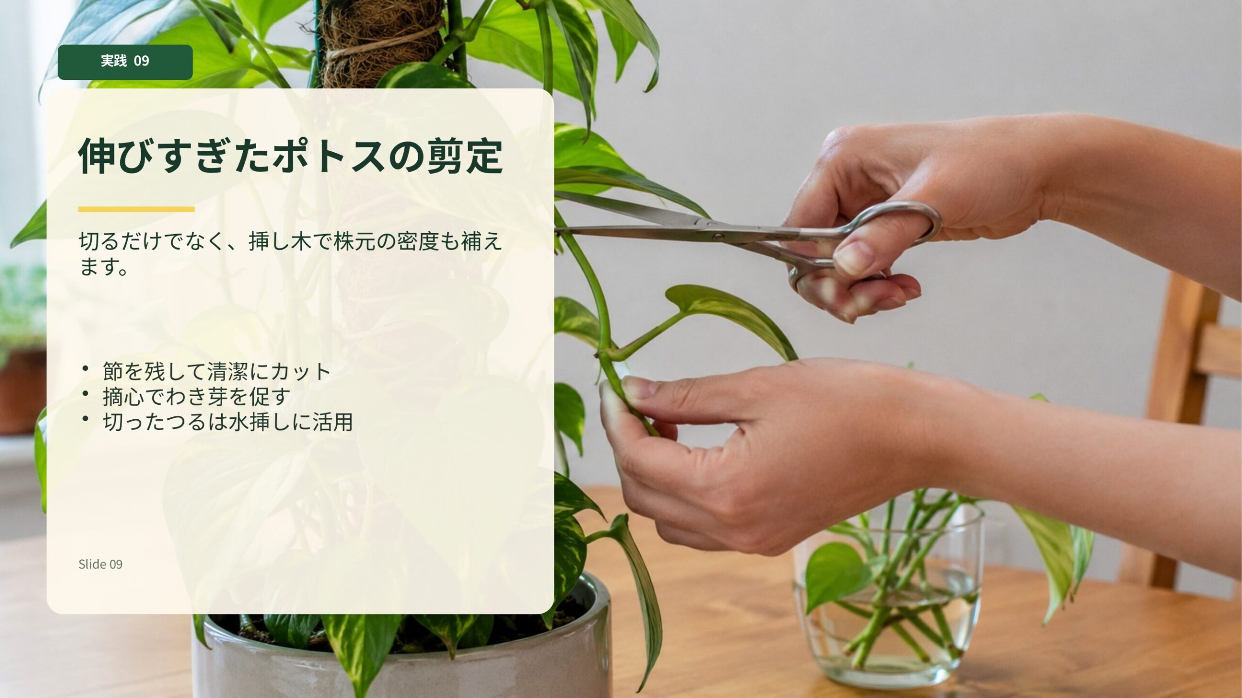 支柱仕立てで伸びすぎたポトスのつるを剪定し水挿しにも活用する様子