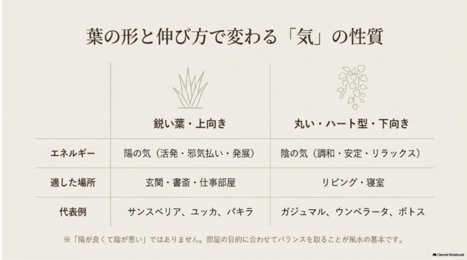 尖った上向きの葉と丸い下向きの葉で異なる観葉植物の風水上の気と適した場所
