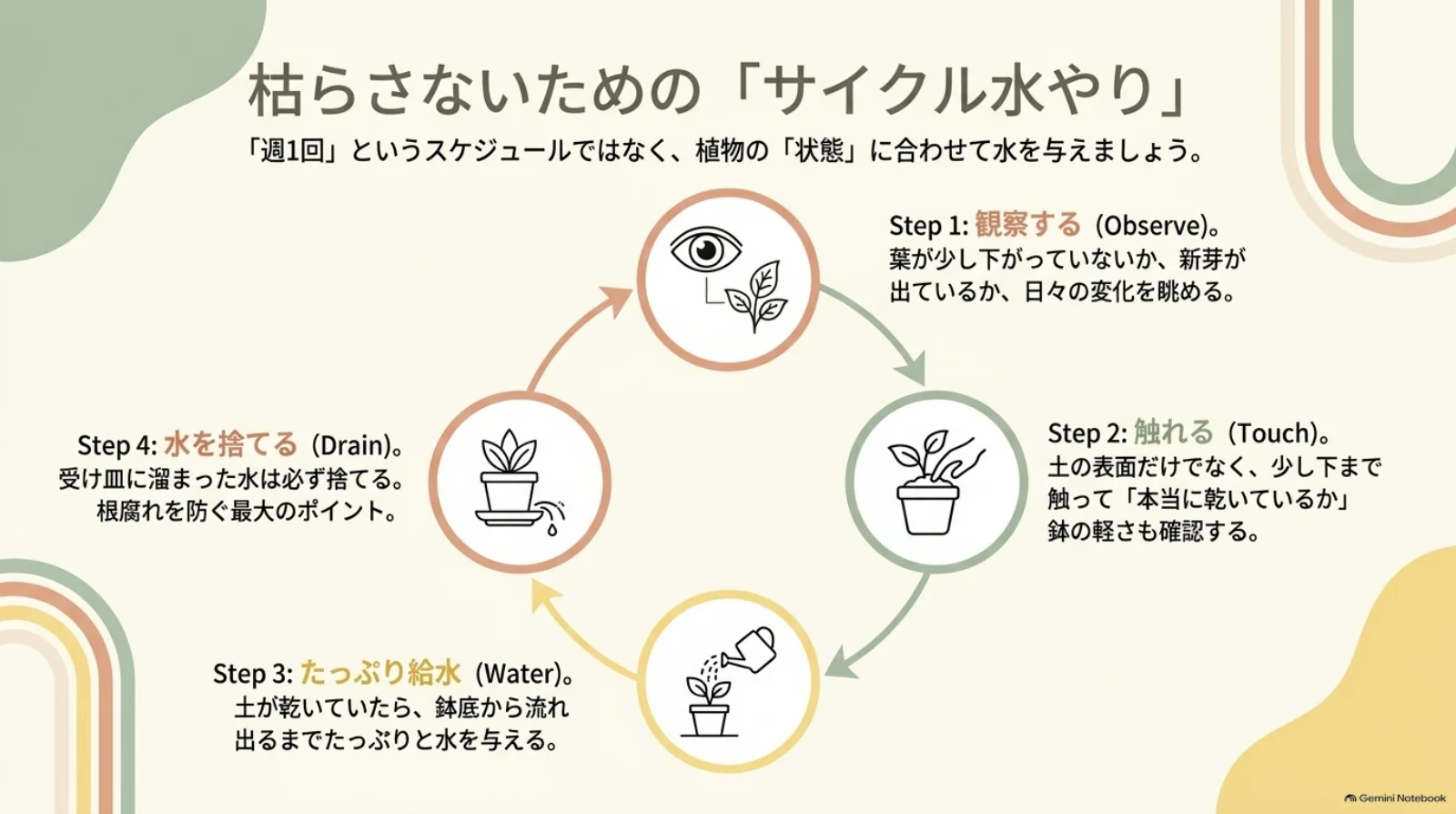 植物を観察し、土に触れ、必要なときにたっぷり給水し、受け皿の水を捨てる水やりの4段階