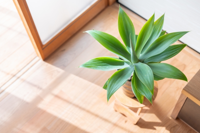 観葉 植物 葉っぱ 丸まる